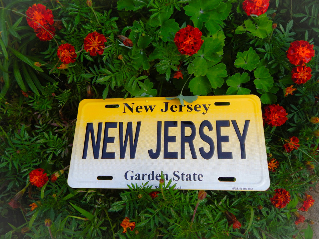 NJ license plate in a rosebush